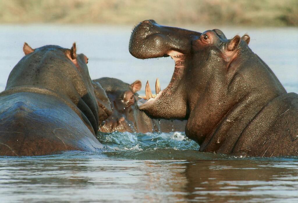 Burundi Hippos - Discover more of Burundi`s wildlife!